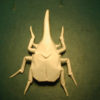 Hercules Beetle