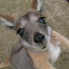kangaroo