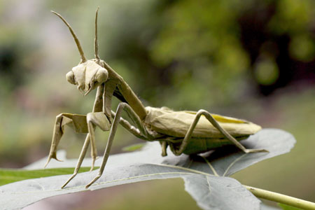 Origami Praying mantis Origami Praying mantis