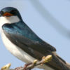 Swallow