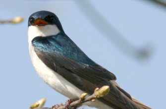 Swallow