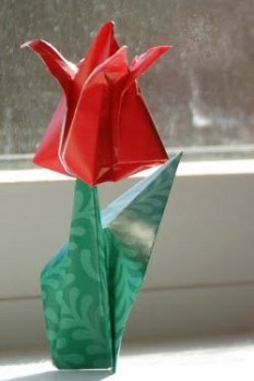 Тюльпан целиком Тюльпан целиком