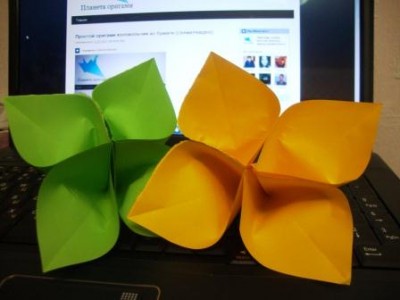 Цветок сакуры Цветок сакуры