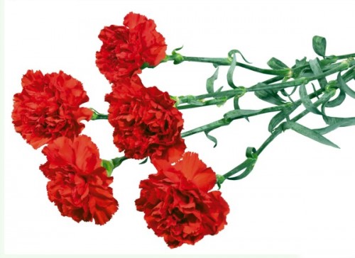 Оригами гвоздика