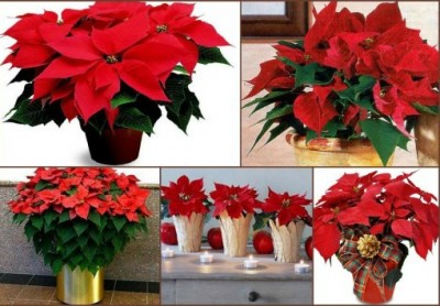 Оригами цветок Пуансеттия из треугольных модулей Оригами цветок Пуансеттия из треугольных модулей